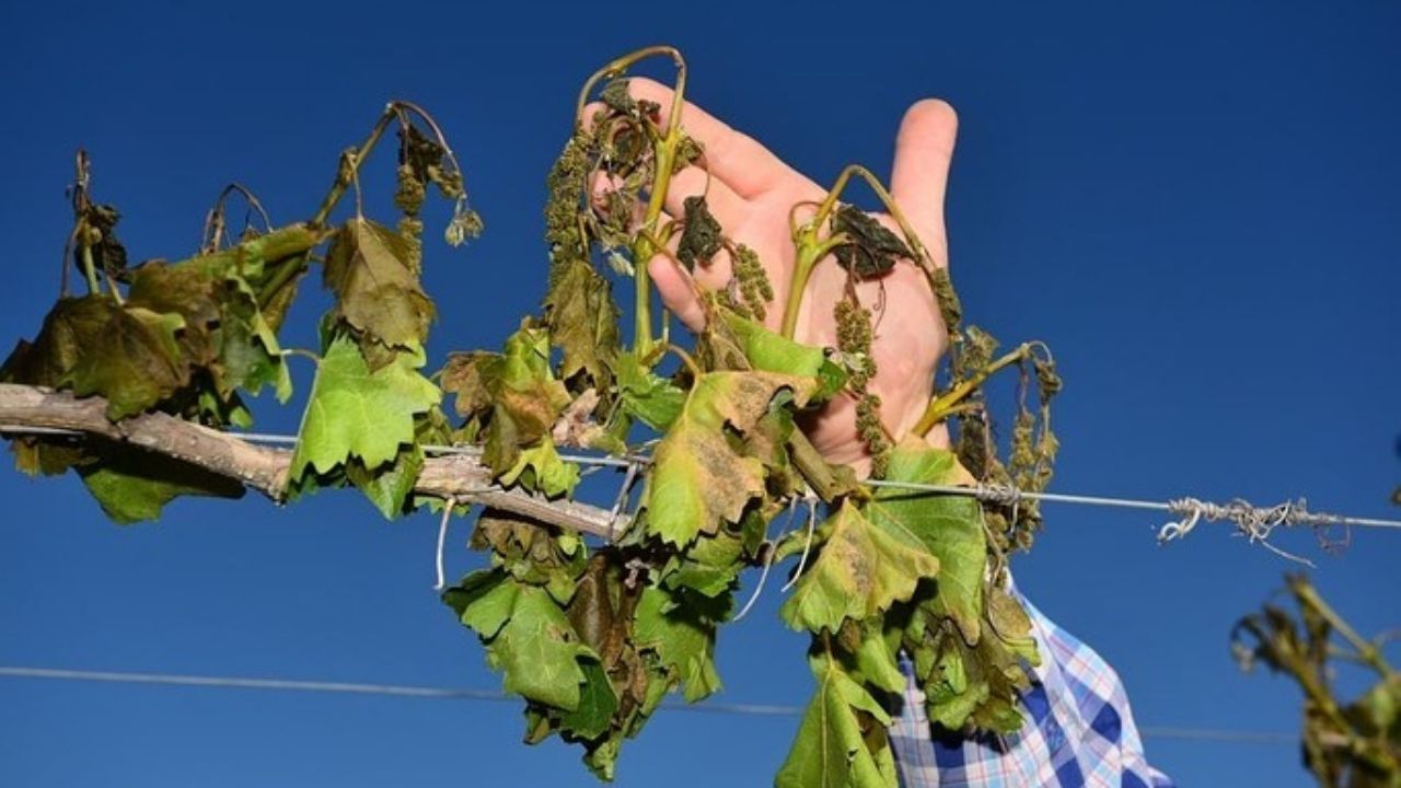 Seguro Agrícola