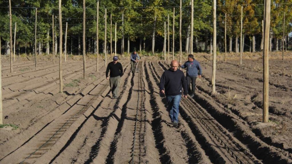 cultivos invernales en Finca Modelo Faraón