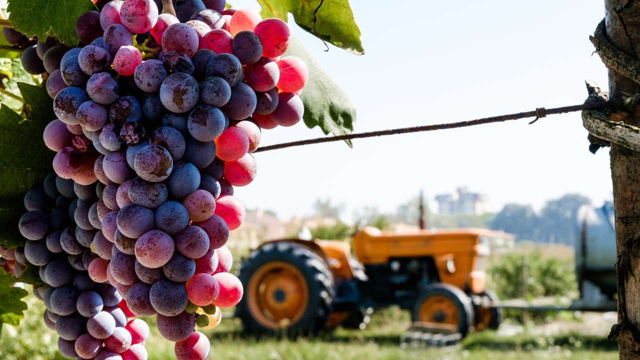 El Gobierno fijó en 0% los derechos de exportación para ácido tartárico