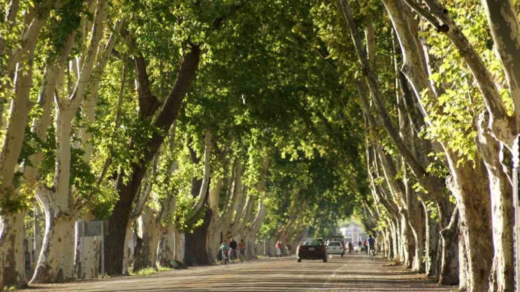Inscripción abierta para recibir ejemplares forestales