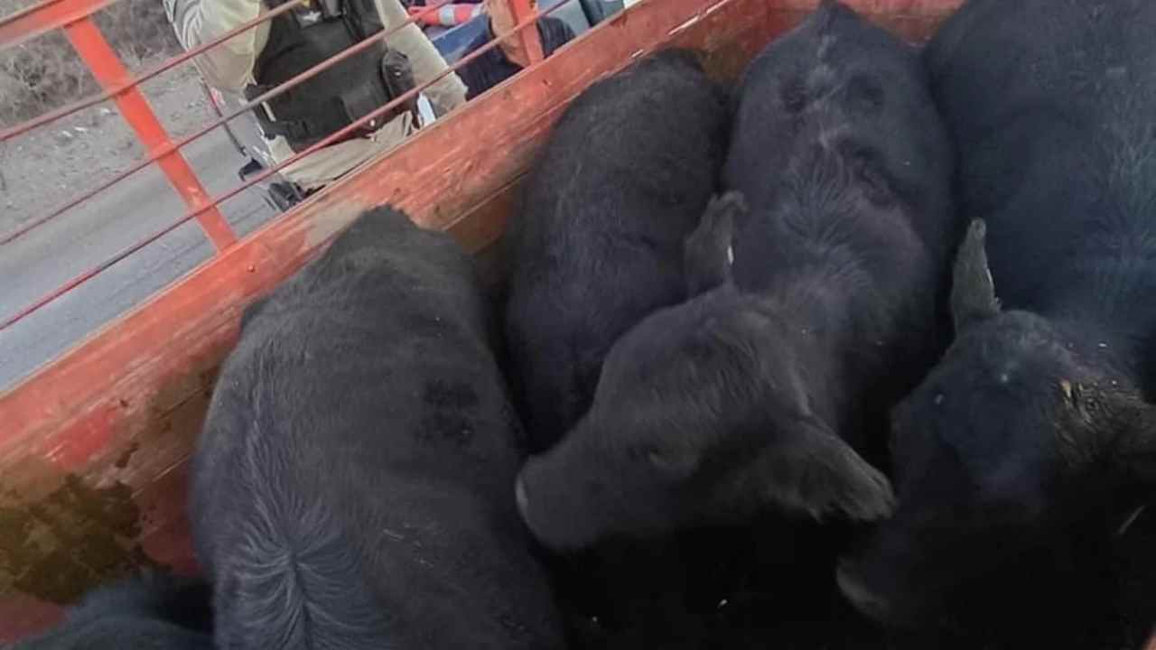 Secuestro de bovinos en General Alvear