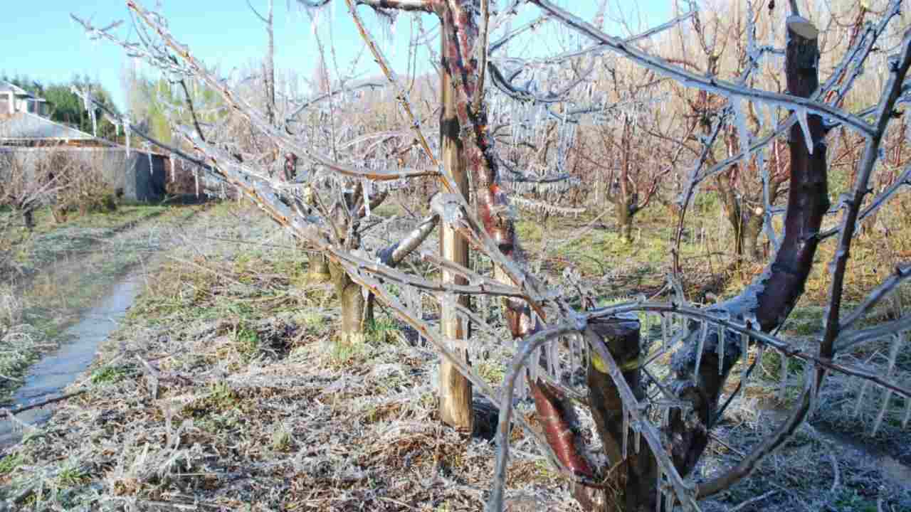 Habilitan Denuncias por Heladas