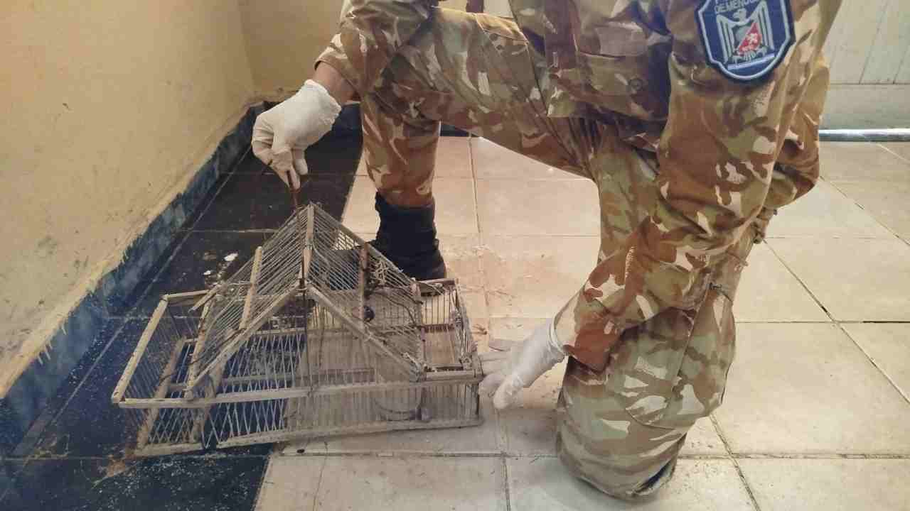 Caza Furtiva en Monte Comán