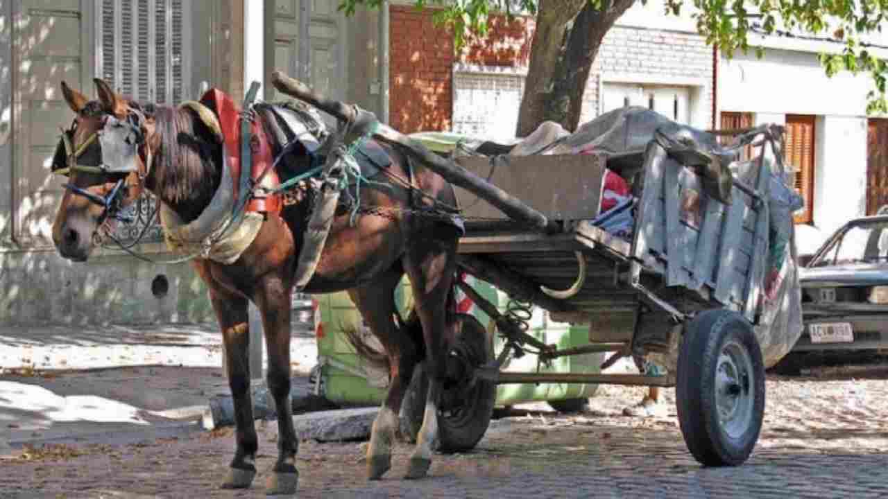 Prohibir la Tracción a Sangre en Mendoza