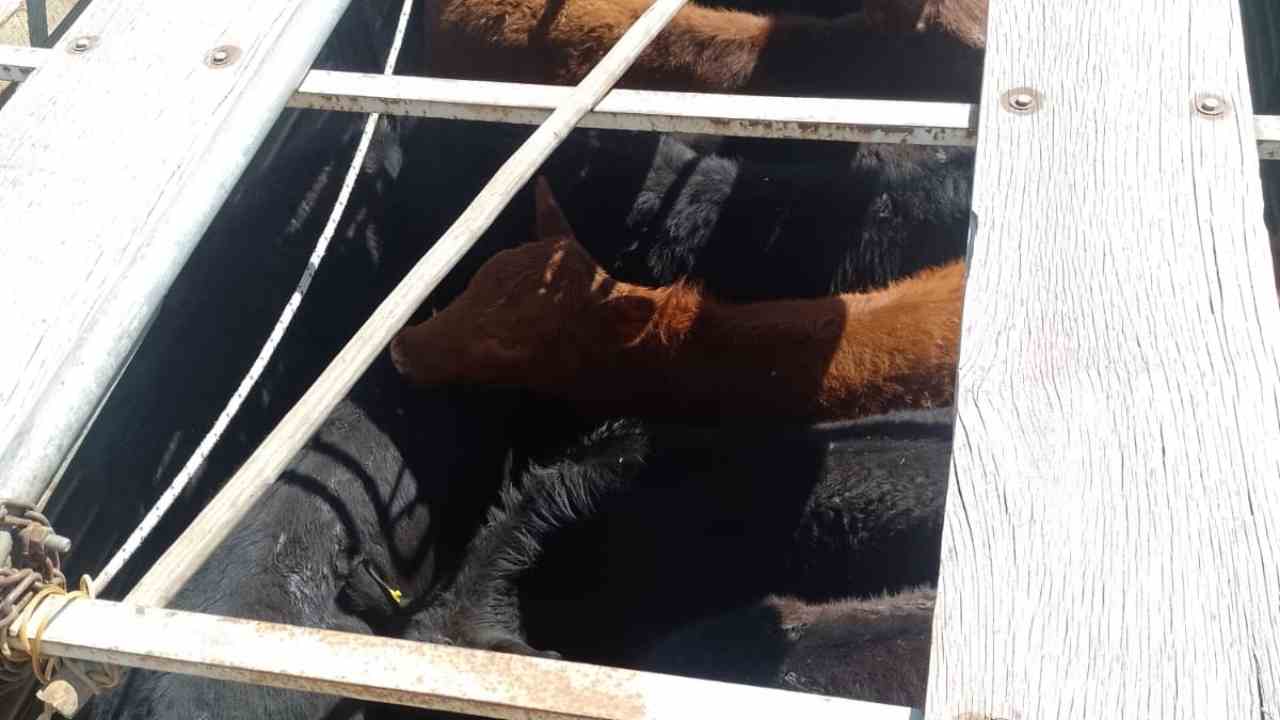 Secuestro de Terneros sin Marca