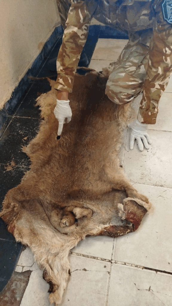 Caza Furtiva en Monte Comán