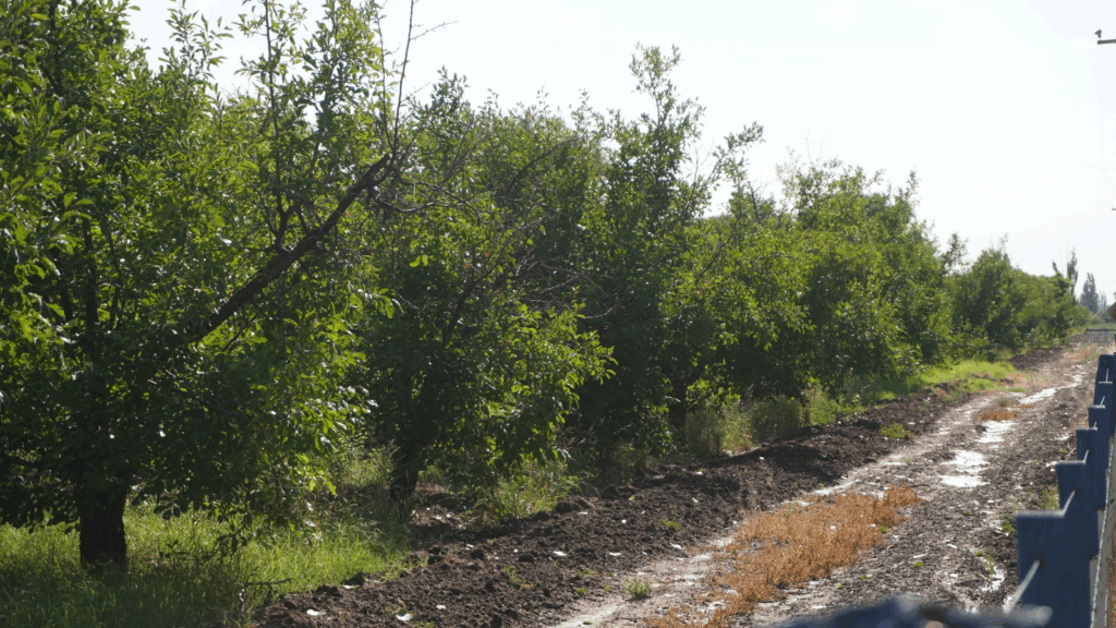 tormentas de granizo