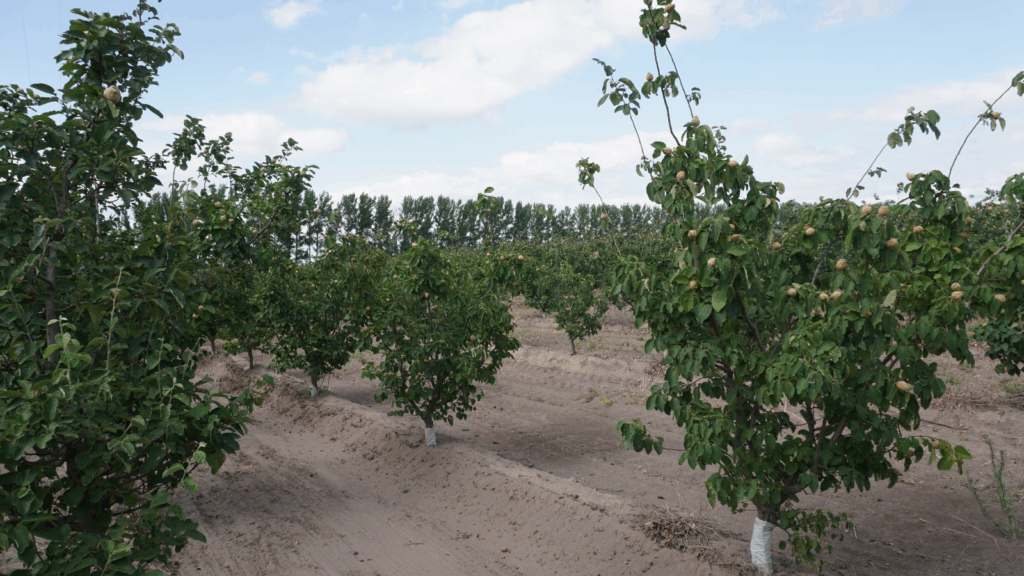 tormentas de granizo