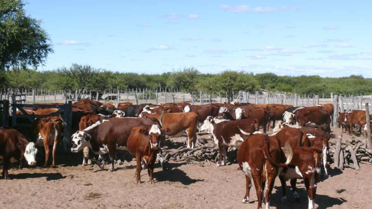 Plan de Mejora Competitiva ganadería Mendoza