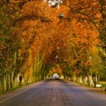 Ley de Arbolado Público en Mendoza