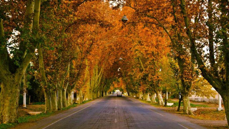 Ley de Arbolado Público en Mendoza