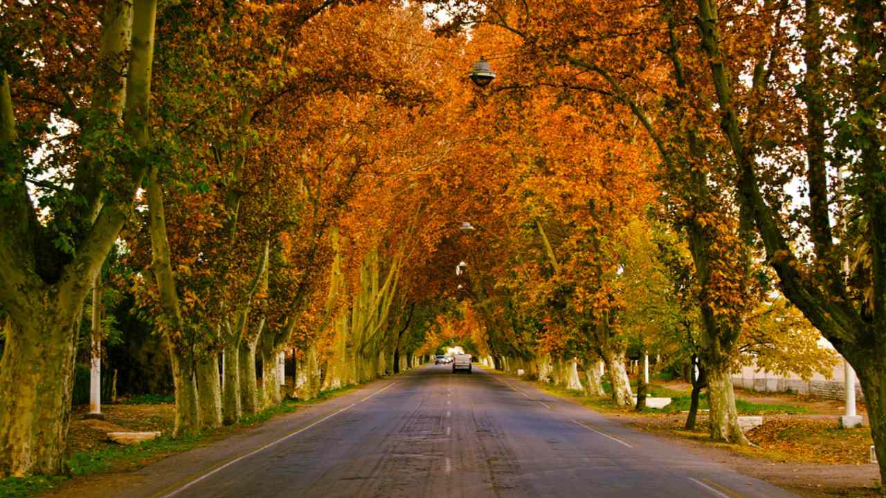 Ley de Arbolado Público en Mendoza