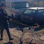El perro Balto fue clave para recuperar bienes robados