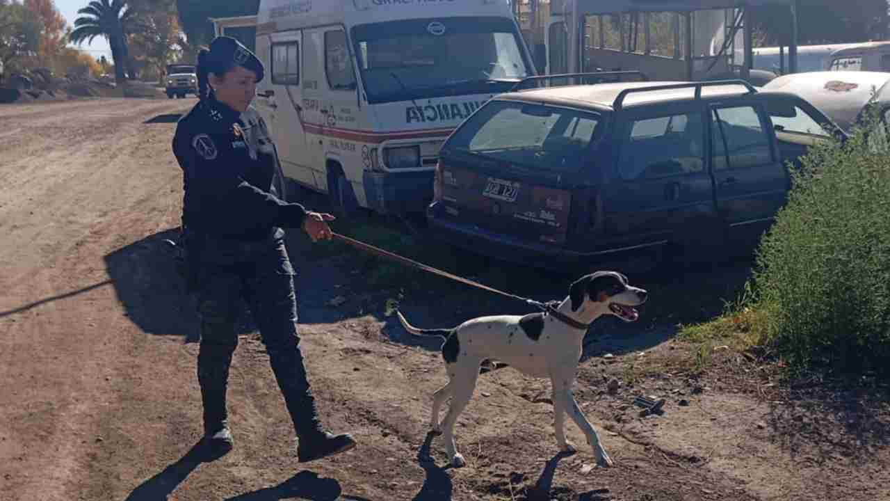 El perro Balto fue clave para recuperar bienes robados