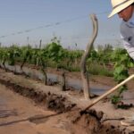 Seguro agrícola granizo y heladas