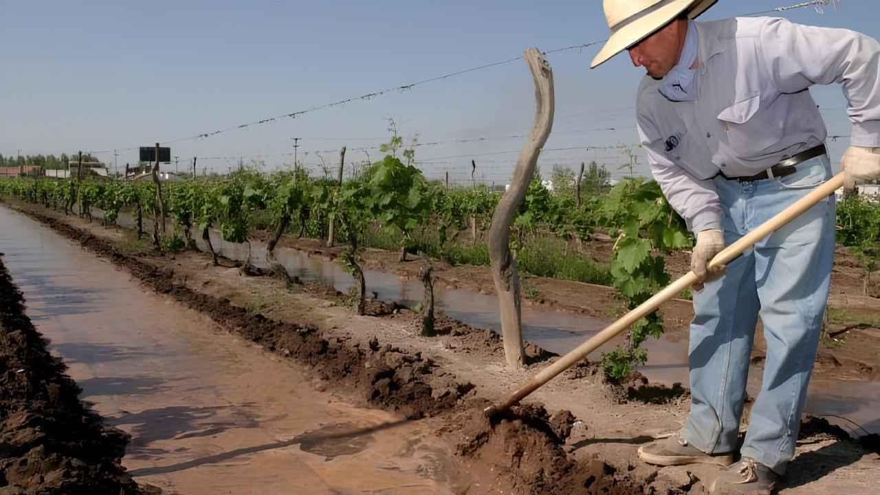 Seguro agrícola granizo y heladas
