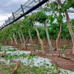 seguro agrícola en Mendoza
