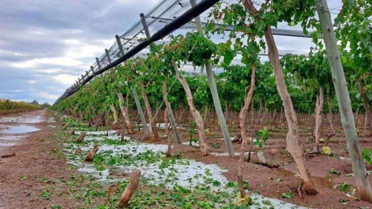 seguro agrícola en Mendoza