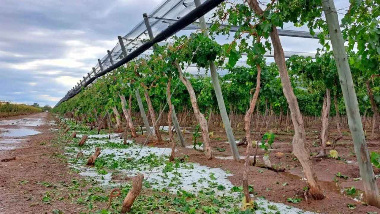 seguro agrícola en Mendoza