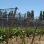 Créditos malla antigranizo General Alvear
